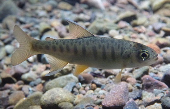 Can you believe that in just 3 years this tiny juvenile coho salmon will grow into a mature fish measuring 19 pounds or more? Photo by Nick Bauer/California Sea Grant.